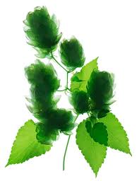 Attēlu rezultāti vaicājumam “Humulus lupulus leaf”