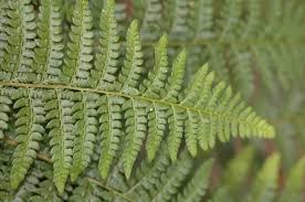 Attēlu rezultāti vaicājumam “Polystichum braunii”