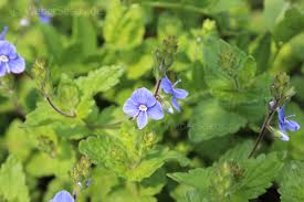 Image result for Veronica chamaedrys