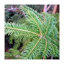 Attēlu rezultāti vaicājumam “Abies veitchii”