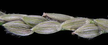 Attēlu rezultāti vaicājumam “Digitaria ischaemum”