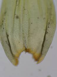 Attēlu rezultāti vaicājumam “Leucodon sciuroides”