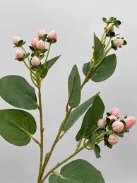 Attēlu rezultāti vaicājumam “Hypericum perforatum bud”