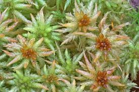 Attēlu rezultāti vaicājumam “Sphagnum centrale”