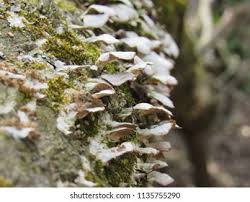 Attēlu rezultāti vaicājumam “Phleogena faginea stalked”