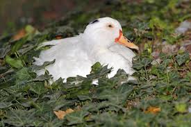 Attēlu rezultāti vaicājumam “Anas platyrhynchos eggs”