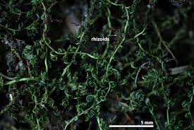 Attēlu rezultāti vaicājumam “Plagiomnium undulatum sporophyte”