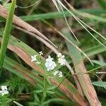 Attēlu rezultāti vaicājumam “Galium uliginosum”