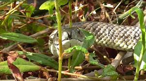 Attēlu rezultāti vaicājumam “Serpentes”