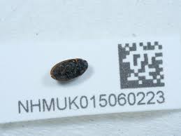 Attēlu rezultāti vaicājumam “Enochrus affinis”