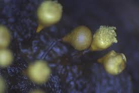 Attēlu rezultāti vaicājumam “Hemitrichia calyculata spores”