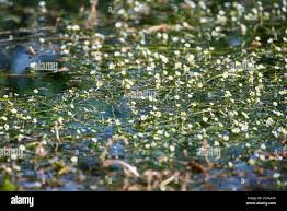 Attēlu rezultāti vaicājumam “Batrachium”