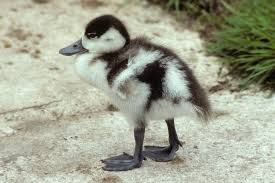 Attēlu rezultāti vaicājumam “Tadorna tadorna juvenile”