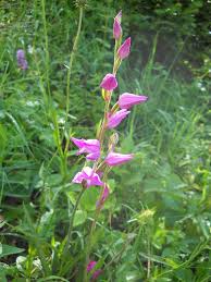 Attēlu rezultāti vaicājumam “Cephalanthera rubra leaf”