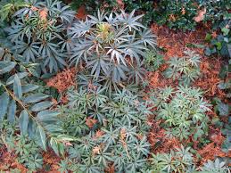 Image result for Helleborus foetidus