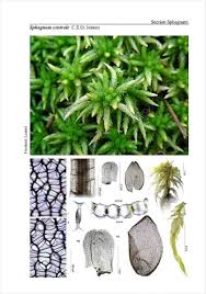 Attēlu rezultāti vaicājumam “Sphagnum centrale”