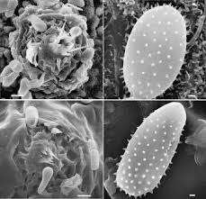 Attēlu rezultāti vaicājumam “Melampsoridium sp.”