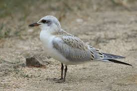 Image result for Gelochelidon nilotica