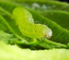 Attēlu rezultāti vaicājumam “Orthosia larvae”