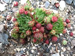 Attēlu rezultāti vaicājumam “Jovibarba globifera leaf”