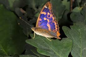 Attēlu rezultāti vaicājumam “Apatura ilia male”