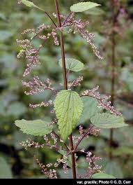 Attēlu rezultāti vaicājumam “Urtica dioica flower”