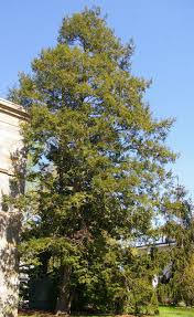 Attēlu rezultāti vaicājumam “Tsuga canadensis”