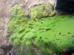 Attēlu rezultāti vaicājumam “Spongilla lacustris”