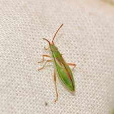 Attēlu rezultāti vaicājumam “Myrmus miriformis”