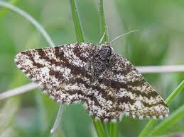 Attēlu rezultāti vaicājumam “Ematurga atomaria male”