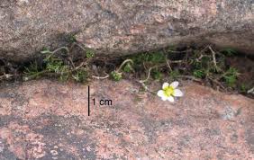 Attēlu rezultāti vaicājumam “Batrachium circinatum flower”