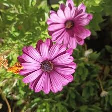 Image result for Dimorphotheca pluvialis