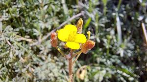 Attēlu rezultāti vaicājumam “Diplotaxis muralis flower”