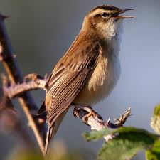 Attēlu rezultāti vaicājumam “Acrocephalus schoenobaenus adult”
