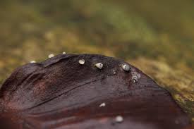 Attēlu rezultāti vaicājumam “Craterium leucocephalum”