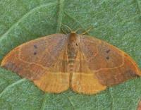 Attēlu rezultāti vaicājumam “Watsonalla binaria”