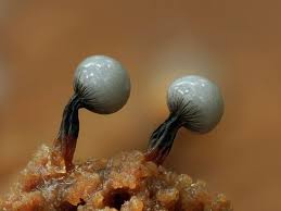 Attēlu rezultāti vaicājumam “Cribraria rufa spores”