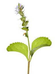 Attēlu rezultāti vaicājumam “Veronica officinalis leaf”