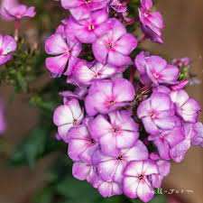 Image result for Phlox paniculata `Sweet Summer`
