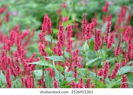 Attēlu rezultāti vaicājumam “Bistorta major leaf”