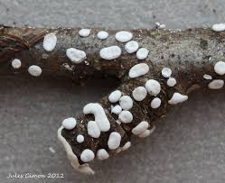 Attēlu rezultāti vaicājumam “Diderma effusum spores”