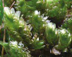 Attēlu rezultāti vaicājumam “Neckera crispa”