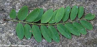 Attēlu rezultāti vaicājumam “Robinia pseudoacacia leaf”
