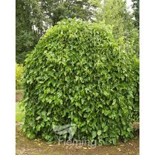 Attēlu rezultāti vaicājumam “Morus alba”