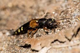 Attēlu rezultāti vaicājumam “Staphylinus erythropterus”