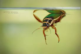 Attēlu rezultāti vaicājumam “Dytiscidae”