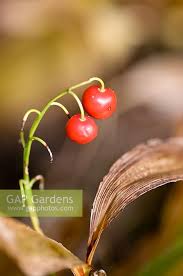 Attēlu rezultāti vaicājumam “Convallaria majalis fruit”