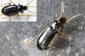 Attēlu rezultāti vaicājumam “Tachyta nana”