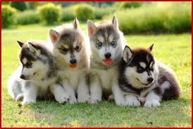 Attēlu rezultāti vaicājumam “Canis lupus familiaris”