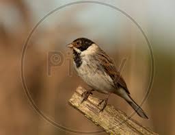 Attēlu rezultāti vaicājumam “Emberiza schoeniclus male”
